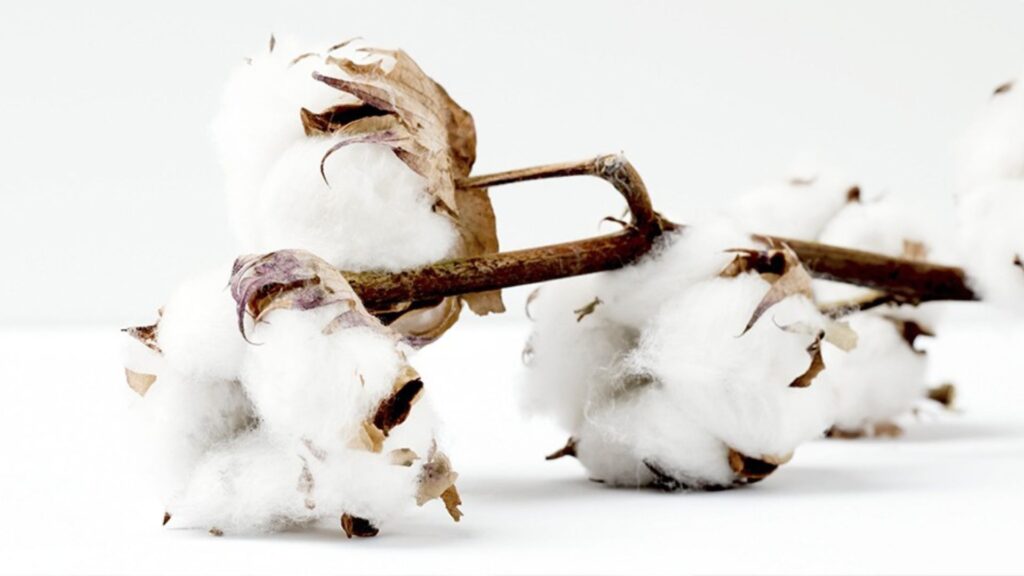 Algodón natural materia prima para ropa sostenible