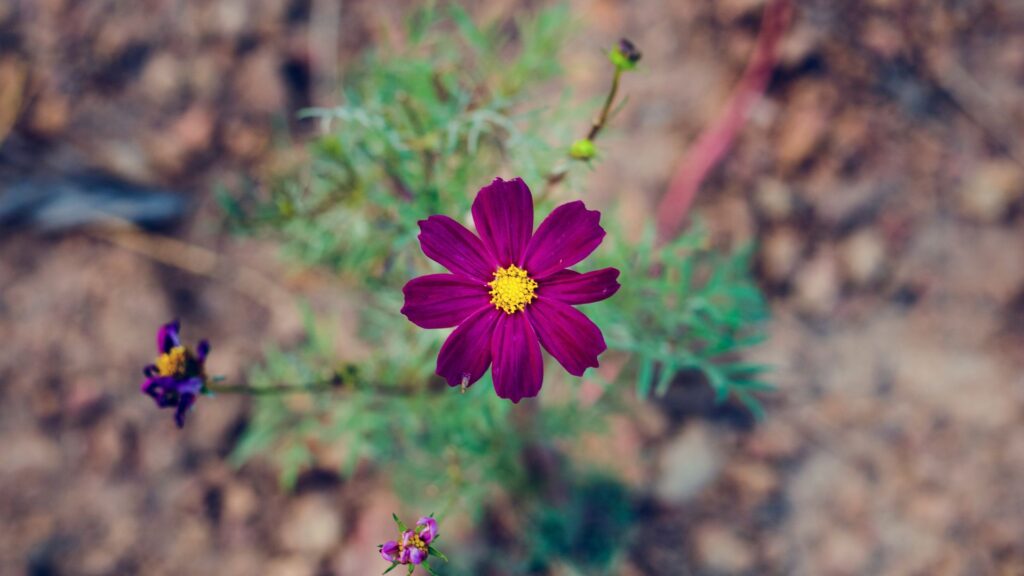 Flor rosa en la naturaleza imagen de bienvenida al blog de Bo Peixe
