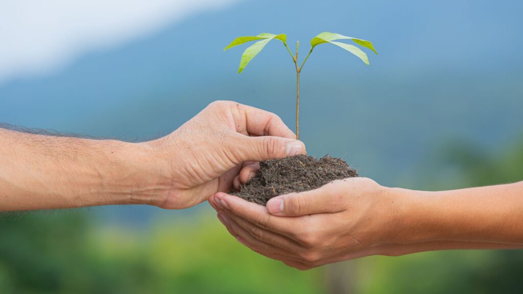 Manos con planta joven representando el cuidado de la Tierra