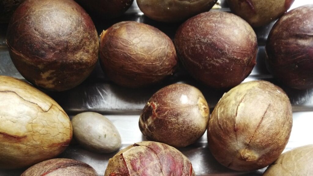 Huesos de aguacate utilizados para hacer tinte natural