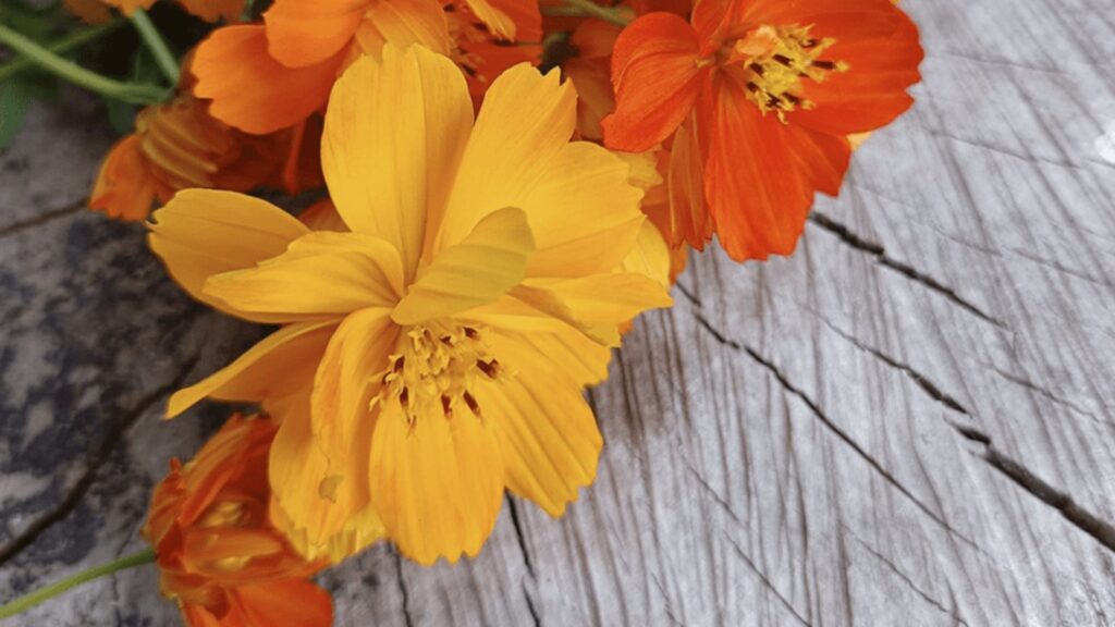 Flores cosmos sulphureus amarillas y naranjas utilizadas para ecoprint