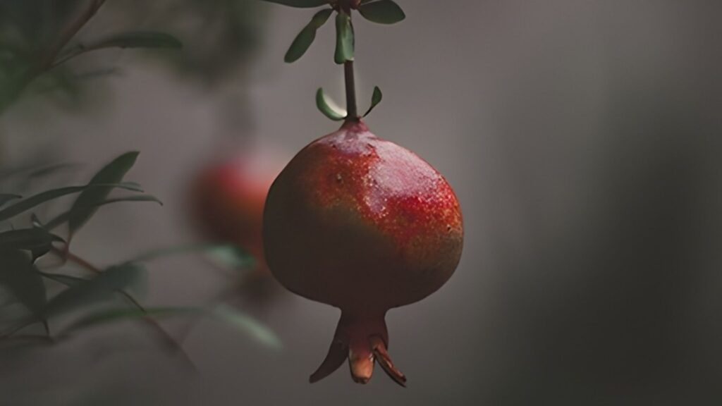 Cómo hacer tinte natural con piel de granada Granada en el árbol utilizada para hacer tinte natural