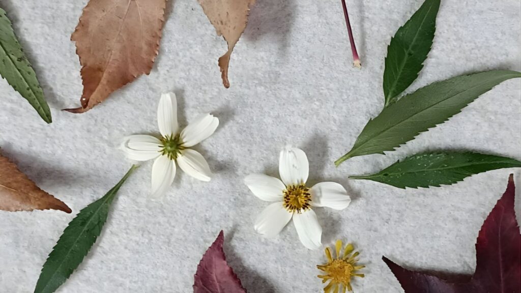 Flores blancas y hojas verdes, marrones y rojizas colocadas sobre una tela blanca para realizar un ecoprint.
